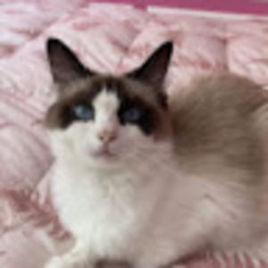 Meet your Posher, Kat